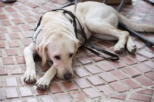 你的視界有我在!視障生活重建服務迎來新竹市第一隻導盲犬